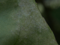Podosphaera tridactyla