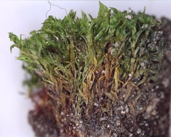 Bryophyta