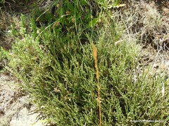 Cytisus oromediterraneus