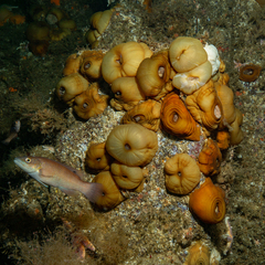Tautogolabrus adspersus
