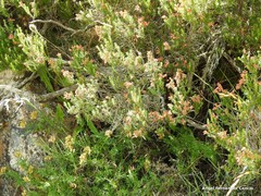 Genista hispanica
