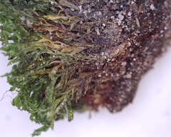 Bryophyta