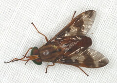 Tabanidae