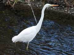 Ardea alba