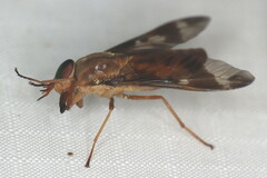 Tabanidae
