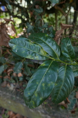 Podosphaera tridactyla