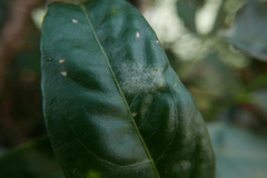 Podosphaera tridactyla