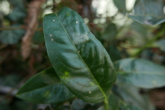 Podosphaera tridactyla