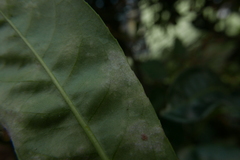 Podosphaera tridactyla