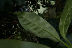 Podosphaera tridactyla