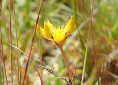 Petrosedum amplexicaule