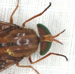 Tabanidae