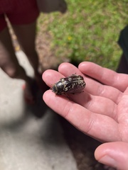 Dermolepida albohirtum