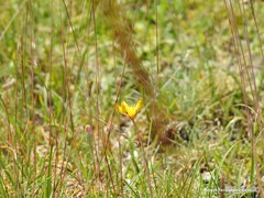 Petrosedum amplexicaule