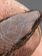 Oligosoma aeneum