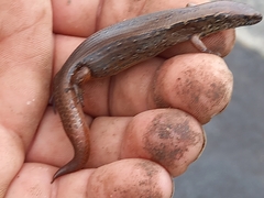 Oligosoma aeneum