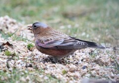 Leucosticte tephrocotis