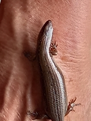 Oligosoma aeneum