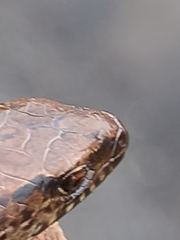 Oligosoma aeneum
