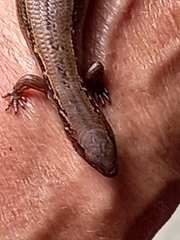 Oligosoma aeneum