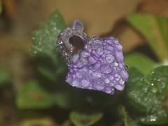 Hygrophila serpyllum
