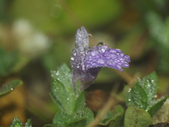 Hygrophila serpyllum