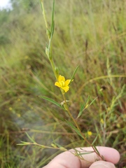 Ludwigia linearis