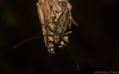 Temnosternus planiusculus