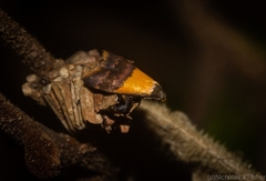 Hapaloteucha polemistis