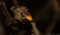 Hapaloteucha polemistis