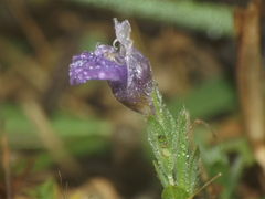 Hygrophila serpyllum