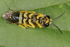 Tenthredo zonula