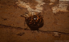 Episcaphula tamburinea