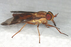Tabaninae