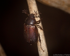 Colobostoma inusitatus