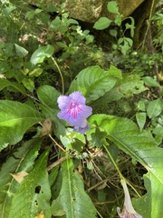 Streptocarpus primulifolius