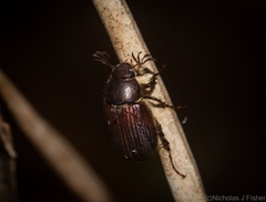 Colobostoma inusitatus