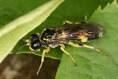 Tenthredo zonula