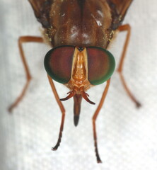 Tabaninae
