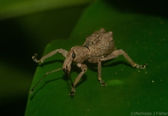 Leptopius tetraphysodes