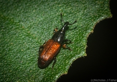 Cossonus