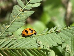 Coccinella transversalis
