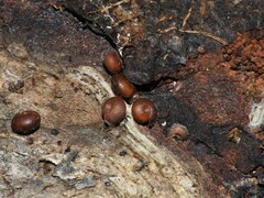 Drepanostoma nautiliforme
