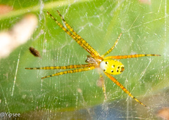 Cyrtophora cylindroides