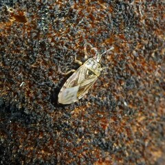 Chilacis typhae