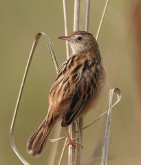 Cisticola juncidis