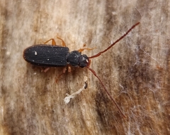 Uleiota planata