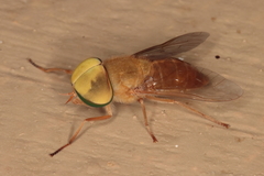 Tabanini