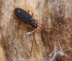 Uleiota planata