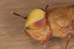 Tabanini